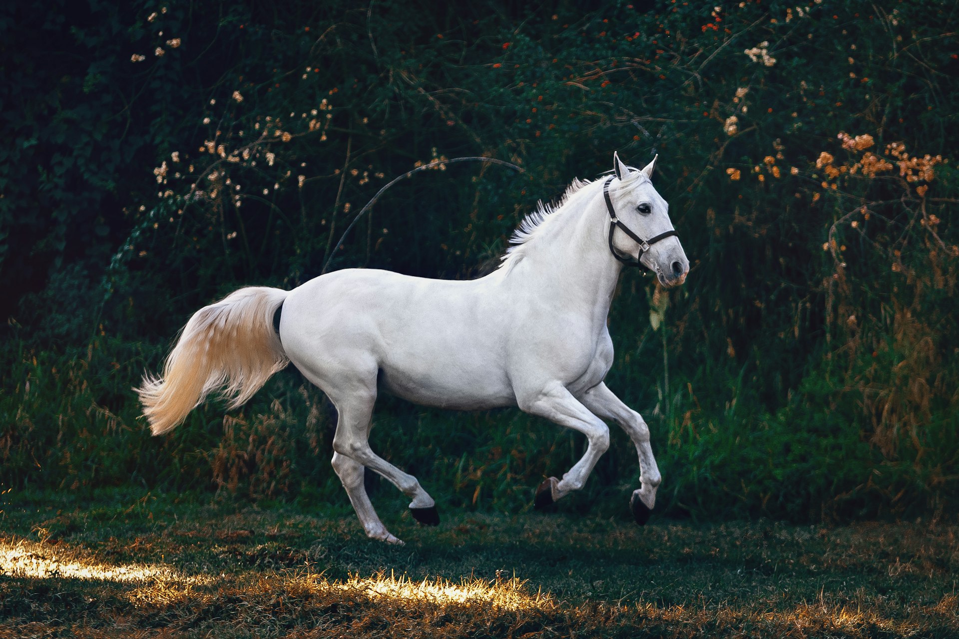 White horse galloping through a green Florida pasture, the Horse Capital of the World
